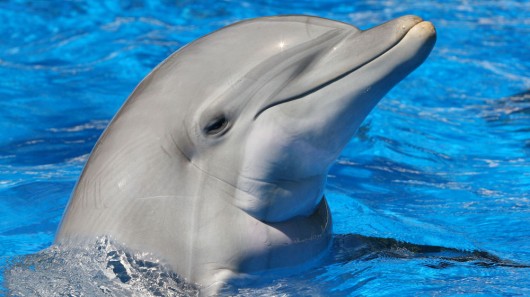Dolphin – Delphinidae