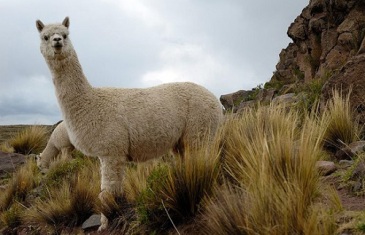 Alpaca – Vicugna pacos