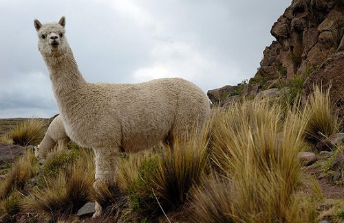Alpaca – Vicugna pacos | Facts About Animals