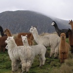 Alpacas in their natural habitat