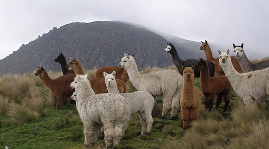 Alpacas in their natural habitat