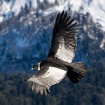 Andean condor