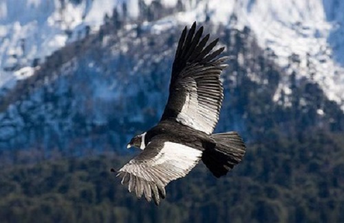 Andean Condor – Vultur gryphus | Facts About Animals