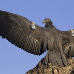 California Condor