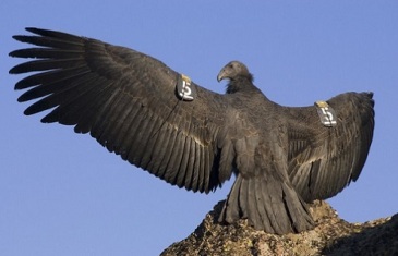 California Condor – Gymnogyps californianus