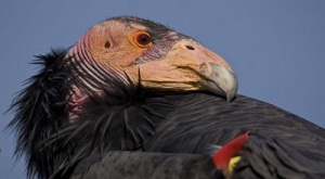 California Condor San Diego Zoo