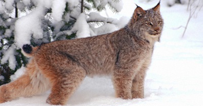 The Canadian Lynx is medium sized cat (family Felidae) that lives in Canada  and the Northern USA (including Alaska). They have long legs and large  broad paws that are covered in fur.