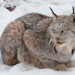 Canadian lynx1