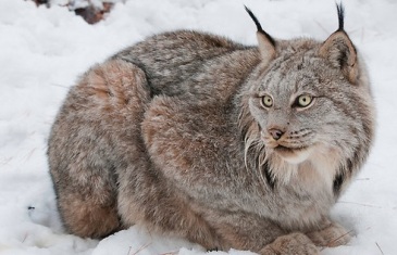 Canada Lynx – Lynx Canadensis