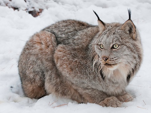 Animal Facts: Canada Lynx