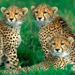 Cheetahs from the National Zoological Gardens of South Africa