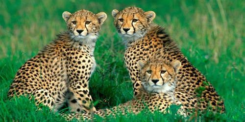 Cheetahs from the National Zoological Gardens of South Africa