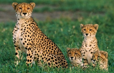 Cheetah – Acinonyx Jubatus