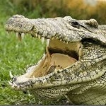 Cuban Crocodile