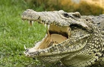 Cuban Crocodile – Crocodylus rhombifer