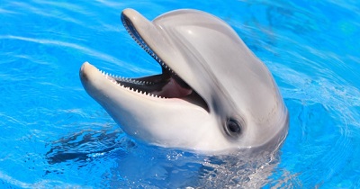Dolphin