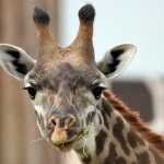 Giraffe Africa