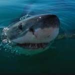 Great White Shark