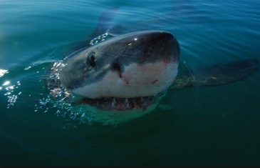 Great White Shark – Carcharodon carcharias