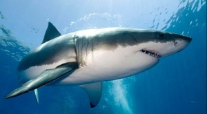 Great white shark