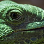 Green Iguana from the Amazon Rainforest