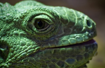 Green Iguana – Iguana iguana