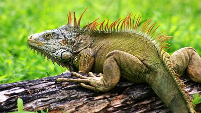 Green Iguanas