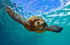 Green Sea Turtle