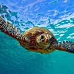 Green Sea Turtle