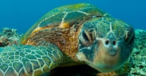 Green Sea Turtle at the New England Aquarim