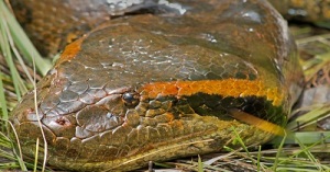 Green anaconda New England Aquarium