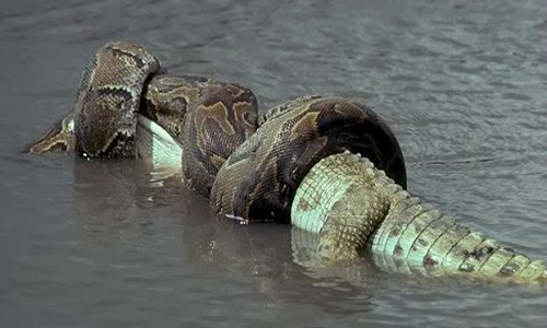 Green Anaconda, Ular Terbesar di Dunia yang Lilitannya Bisa Bikin Buaya