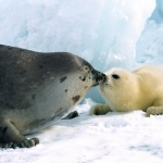 Harp seal