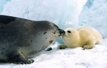 Harp Seal – Pagophilus Groenlandicus