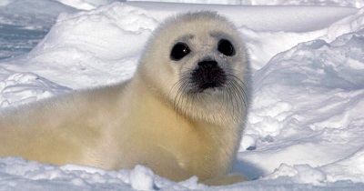 Harp seal Greenland
