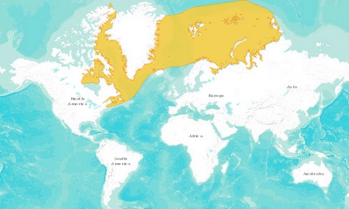 Harp seal distribution map