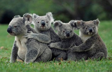 Koala – Phascolarctos cinereus
