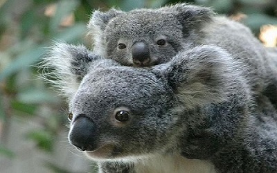 Koala