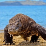 Komodo Dragon in Komodo Island