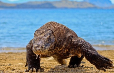 Komodo Dragon – Varanus komodoensis