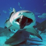 Lemon shark at the Oregon Coast Aquarim1