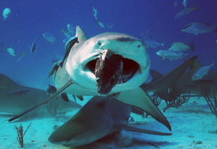 Lemon shark at the Oregon Coast Aquarim1