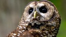 Northern Spotted Owl