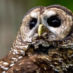 Northern Spotted Owl