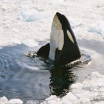 Orca whale in Arctic waters