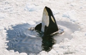 Orca/Killer Whale – Orcinus orca
