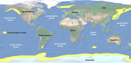 Orca whale range map