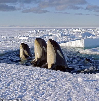 Orca whales in Arctic waters