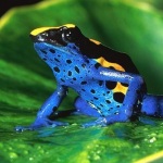 Poison dart frog