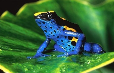 Poison Dart Frog – Dendrobatidae